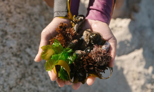 Public Events Veld And Sea